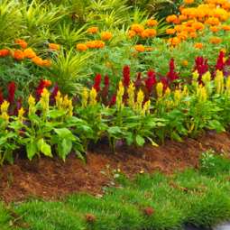 Garden Service in Dundalk