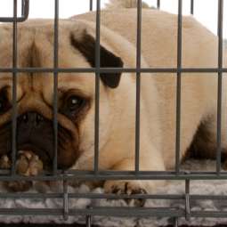 Dog kennel Service in Navan