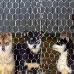 Dog kennel Service in Navan