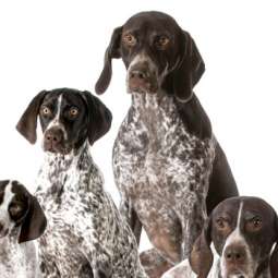 Dog kennel Service in Navan