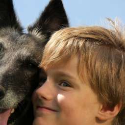 Dog Kennel Services in Carlow