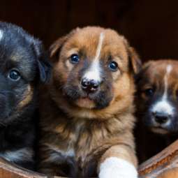 Dog kennel Service in Navan