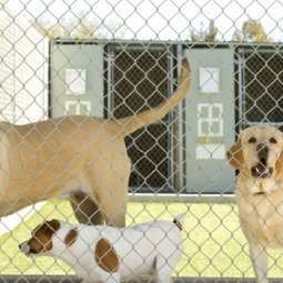 Dog Kennel Services in Limerick