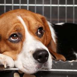 Dog kennel Service in Navan