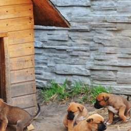 Dog Kennel Services in Limerick