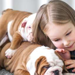 Dog kennel Service in Navan