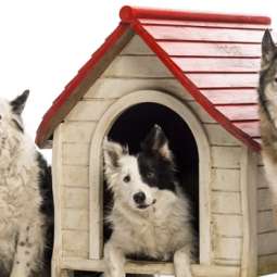 Dog kennel Service in Navan