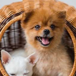 Dog kennel Service in Navan