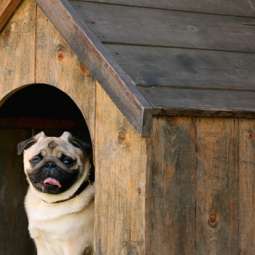 Dog kennel Service in Navan