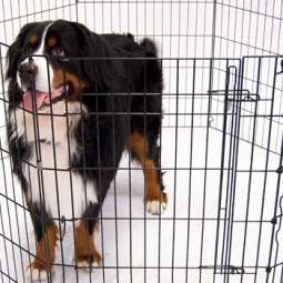 Dog kennel Service in Navan