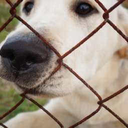 Dog kennel Service in Navan