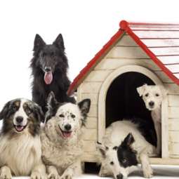 Dog kennel Service in Navan