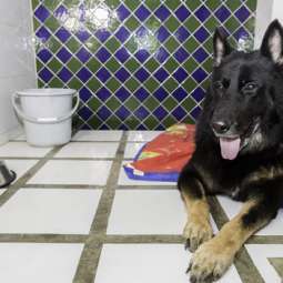 Dog kennel Service in Navan
