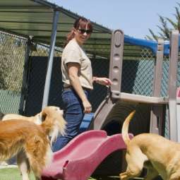 Dog Kennel service in Dundalk